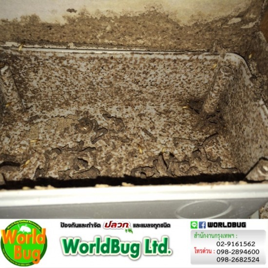 กำจัดปลวก กรุงเทพ