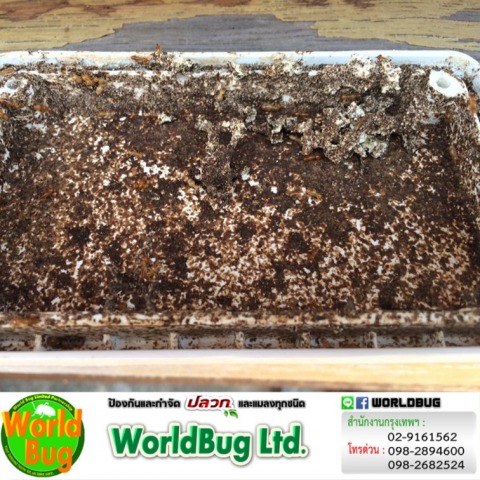 รับกำจัดปลวกตายยกลัง