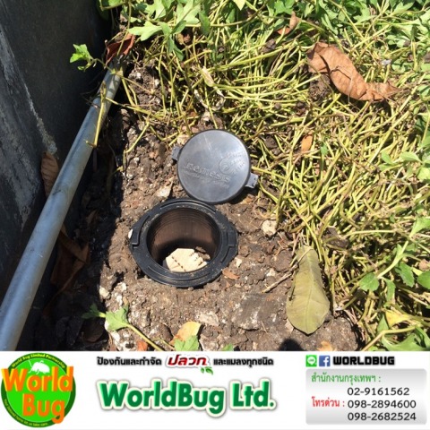 รับกําจัดปลวก ใกล้ฉัน