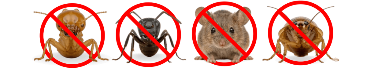 รับกำจัดปลวกและแมลงใกล้ฉัน หายขาดจริง